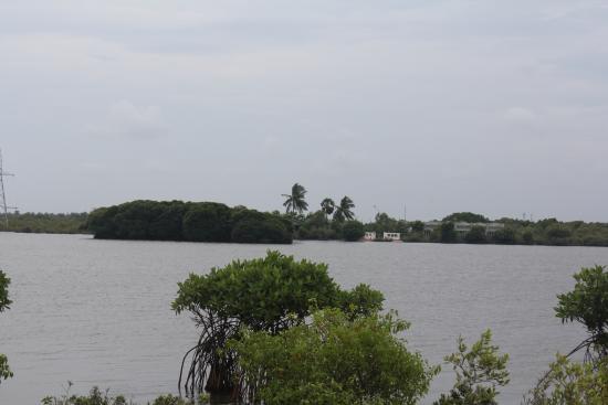 Pitchavaram Backwater